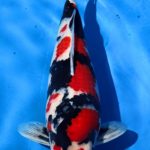 32nd All Japan Young Koi Show 2015