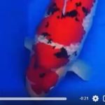JPD koi Photo video Collections