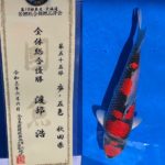2021年6月6日 第10回 東北・北海道若鯉総合錦鯉品評会