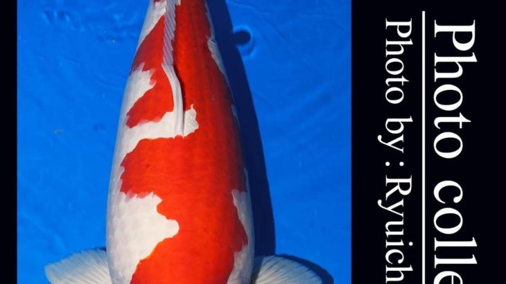 JPD Koi Photo Collections