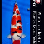 JPD Koi photo Video Collections