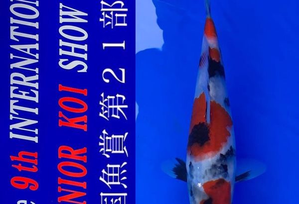 2022年4月23-24日 第9回国際幼魚品評会