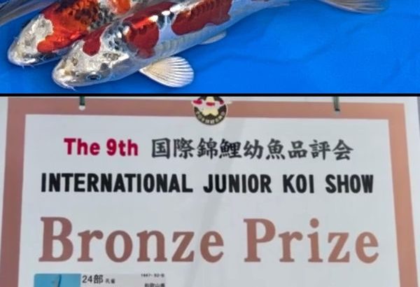 9th International Junior koi Show 2022