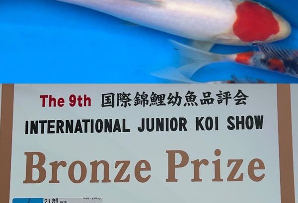 9th International Junior koi Show 2022