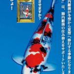 Miyoshi Koi farm visit Ehime prefecture.