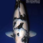 The13th ZNA Koi Show Malaysia 19-20 August 2017.