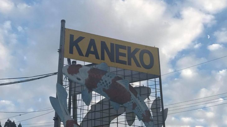 Kaneko koi farm visit.