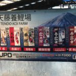 Tendo koi farm visit Fukui prefecture.