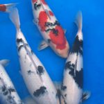 13th Hokuriku District koi Show visit.