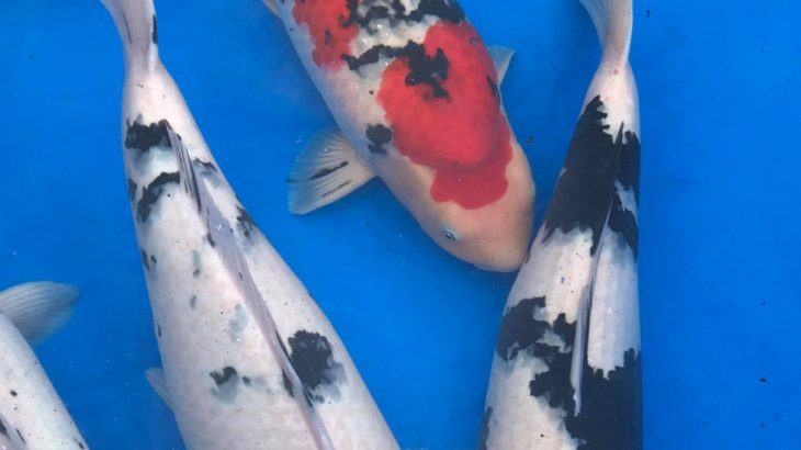 13th Hokuriku District koi Show visit.