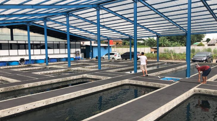 Tomodachi Koi Farm visit in Cisarua Puncak Indonesia.