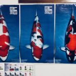 Ludo Koi visit in Cibaduyut Indonesia.