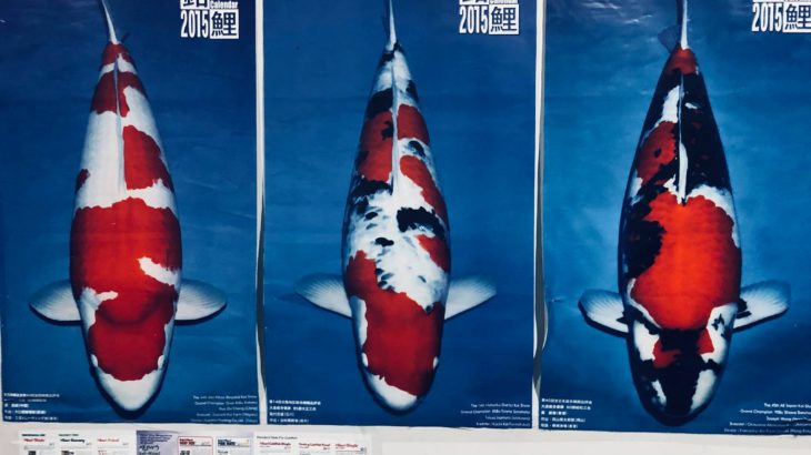 Ludo Koi visit in Cibaduyut Indonesia.