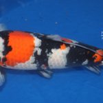 The 11th ZNA Northern California Koi Show 7-8 April 2018.