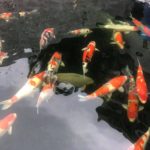 Taiwan koi hobbyist Mr. 黃文光 house visit.