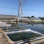 Dainichi koi farm visit.
