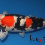 Isa Koi Farm visit.