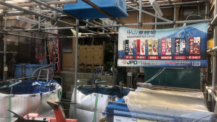 Hara koi farm visit in Toyama prefecture.