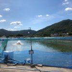 Momotaro koi farm visit in Okayama prefecture today.