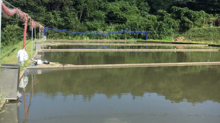 JPD dr.Shibata sakes manager Yamashita visited Oyama Fish Farm on 1 August 2018.