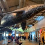 2019年1月3日アメリカ西海岸の錦鯉愛好家の方々にモントレー水族館