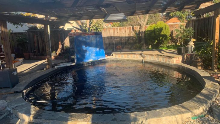 North California Koi lovers house visit 3 January 2019.