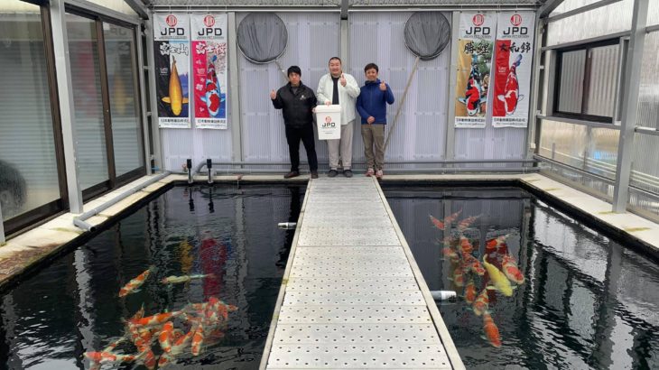 Sakai Nishikigoi (サカイ錦鯉)visit in Osaka prefecture on 9 February 2019.
