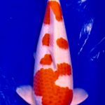 2th TNP All Thailand Young Koi Show 2019.