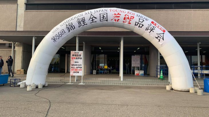 36th All Japan Young Koi show begins today.