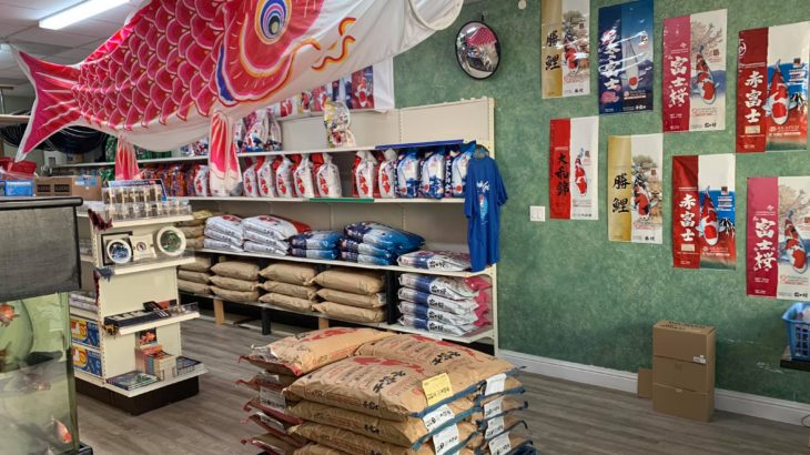 JPD authorized koi dealer Genki Koi visit in USA North California.