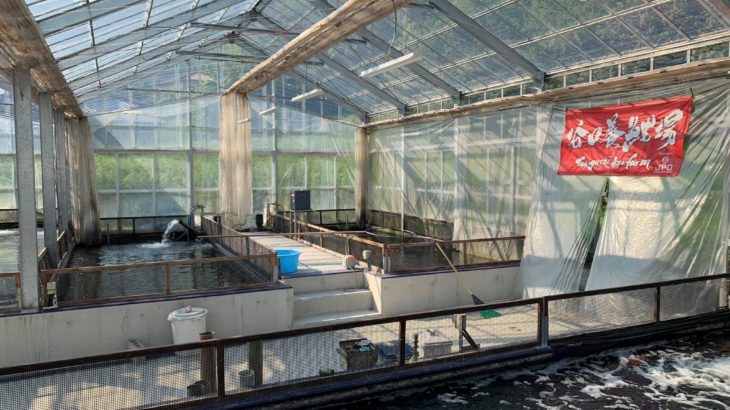 Taniguchi koi farm visit in Hiroshima prefecture on August 2 2019.
