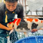 Isa Koi farm Main mud pond harvest visit on October 20 2019.