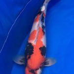 Th6 Tohoku Hokkaido area young koi show visit. Yamagata prefecture JPD Sponcer at this show Prize koi as below.