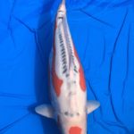 Th42 Hokkaido koi show visited on yesterday.