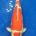 9th ASIA CUP KOI SHOW 2016