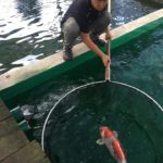 Marugen Koi farm visit in Singapore.