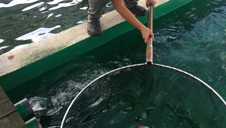 Marugen Koi farm visit in Singapore.