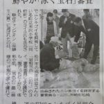 千葉若鯉品評会が新聞にでました^_^