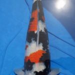 第42回 北海道錦鯉品評会