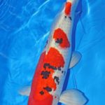 Th42 Hokkaido koi show visited on 15.May