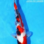 Th42 Hokkaido koi show visited on 15.May