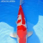 Th6 Tohoku Hokkaido area young koi show visit. Yamagata prefecture  55bu Champion koi as below.