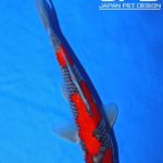 Th6 Tohoku Hokkaido area young koi show visit. Yamagata prefecture 30bu champion koi as below.