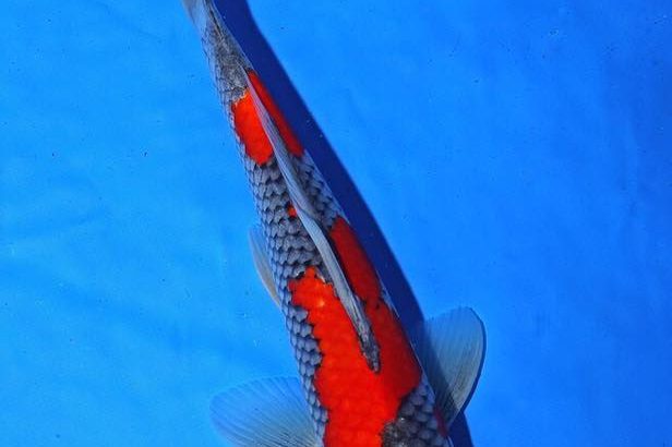 Th6 Tohoku Hokkaido area young koi show visit. Yamagata prefecture 30bu champion koi as below.