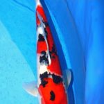 Th6 Tohoku Hokkaido area young koi show visit. Yamagata prefecture Young grand champion koi as below.