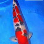 Th6 Tohoku Hokkaido area young koi show visit. Yamagata prefecture 50bu champion koi as below.