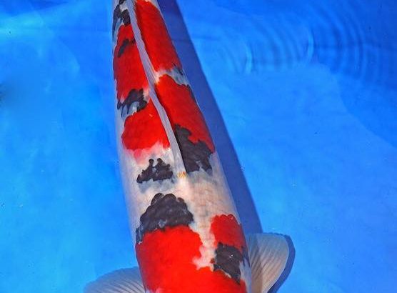 Th6 Tohoku Hokkaido area young koi show visit. Yamagata prefecture 50bu champion koi as below.