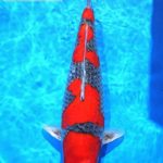 All Japan Young Koi Show 2016