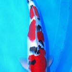 All Japan Young Koi Show 2016