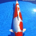 All Japan Young Koi Show 2016